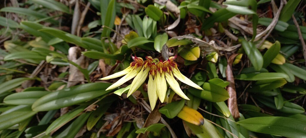 Bulbophyllum_longiflorum-EPIDENDROIDEAE-Indigene_Reunion-20251216_111654.jpg