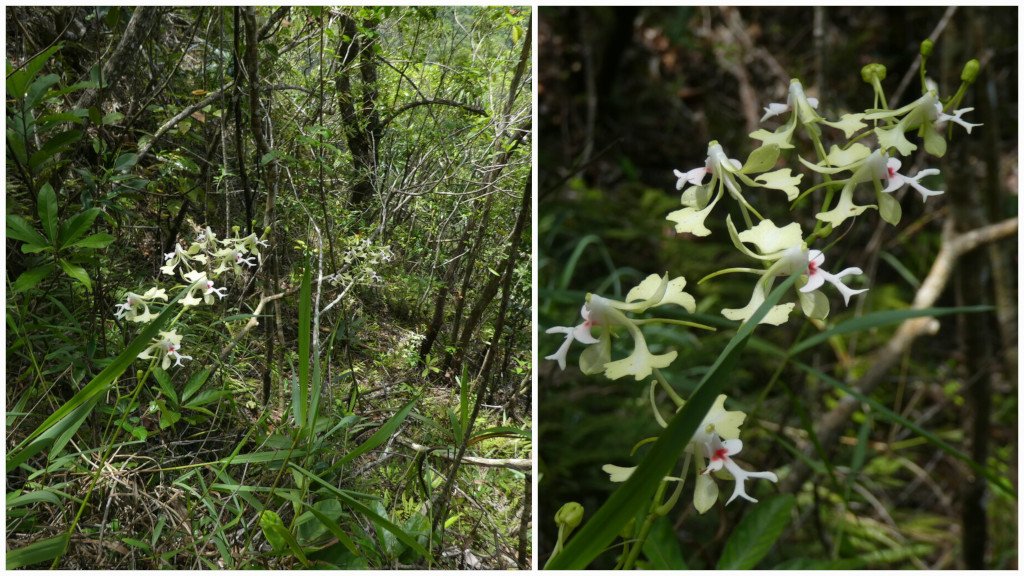 Cryptopus_elatus_Liane_camaron-EPIDENDROIDEAE-Endemique_Reunion_Maurice-20251217_145820.jpg