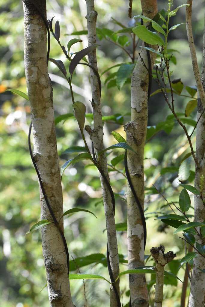 Danais_fragrans-Lingue_noir_liane_jaune-RUBIACEAE-Endemique_Madagascar_Mascareignes-MB4_2553.jpg