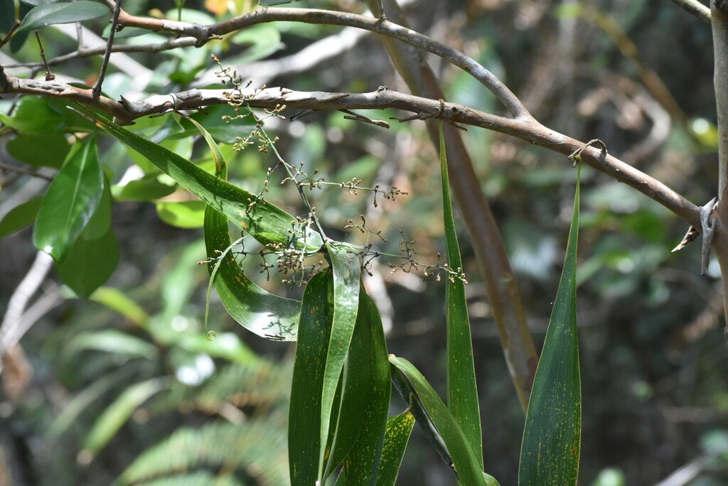 Flagellaria_indica-Jolivave-FLAGELLARIACEAE-Indigene_Reunion-MB4_2601.jpg