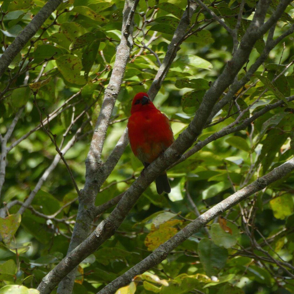Foudia_madagascariensis-Cardinal_sur_Bois_dur-PLOCEIDAE-Exotique_Reunion-P1100842.jpg