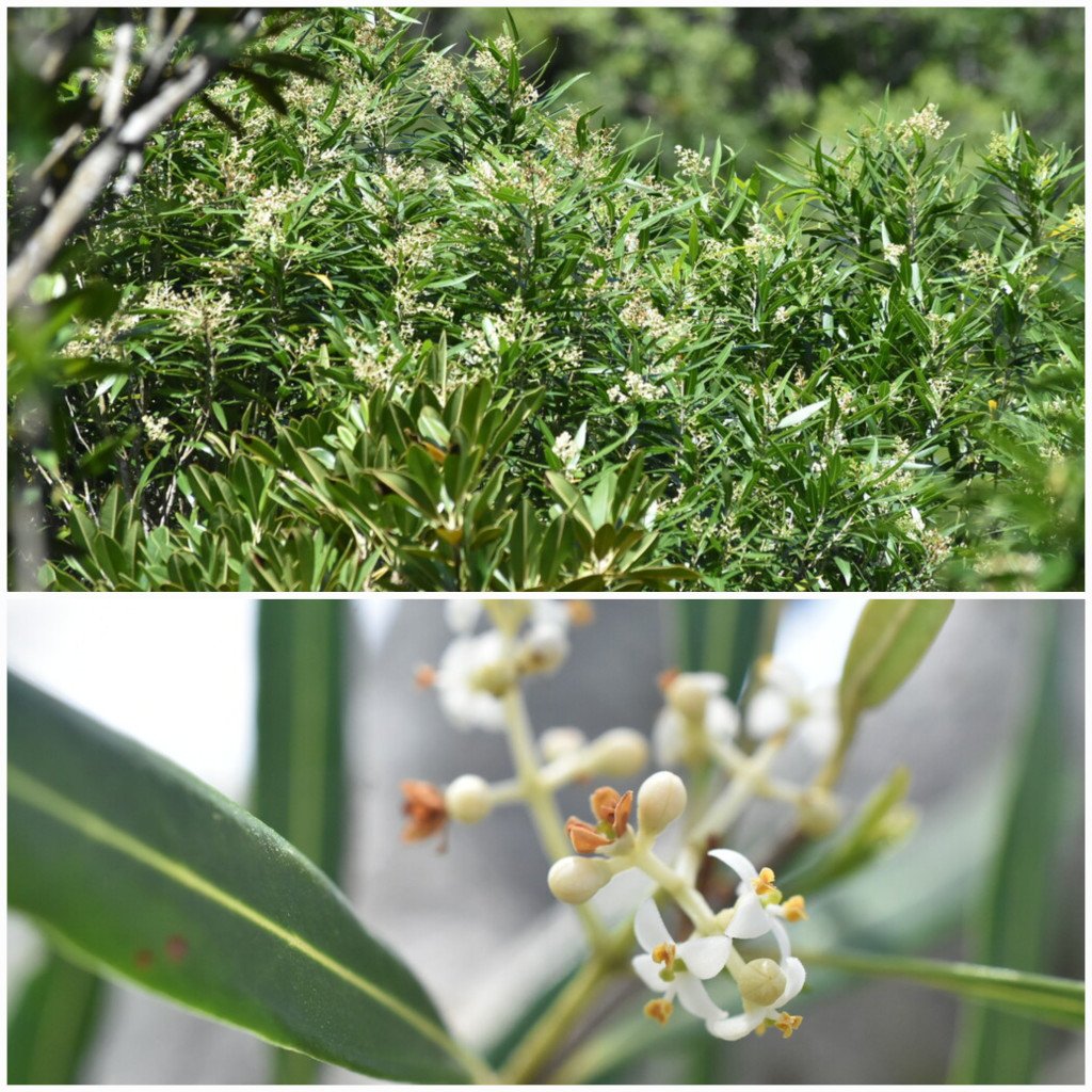 Olea_lancea-Bois_d_olive_blanc-OLEACEAE-Endemique_Madagascar_Mascareignes-20251217_145553.jpg