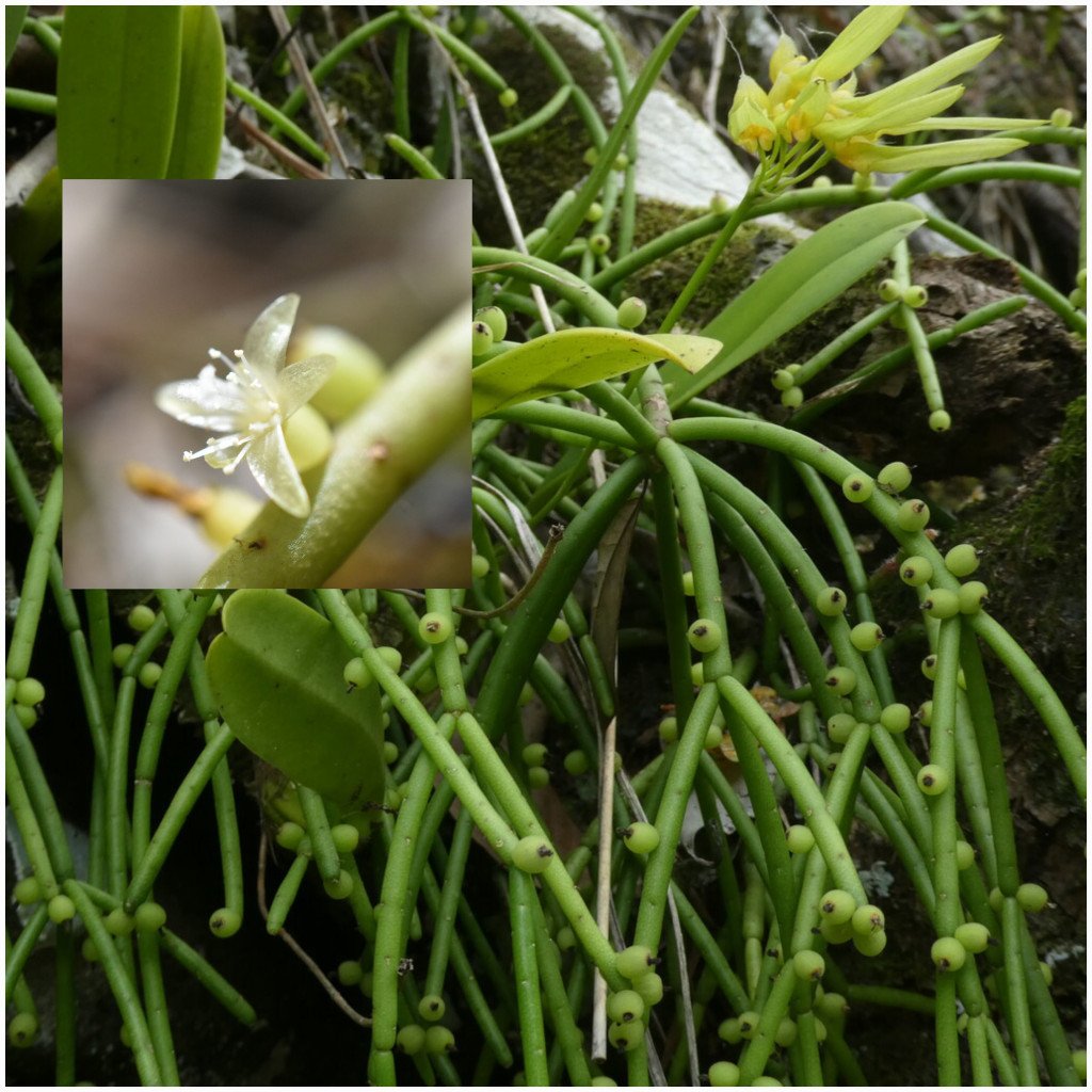 Rhipsalis_baccifera-La_Perle-CACTACEAE-Indigene_Reunion-20251217_145736.jpg