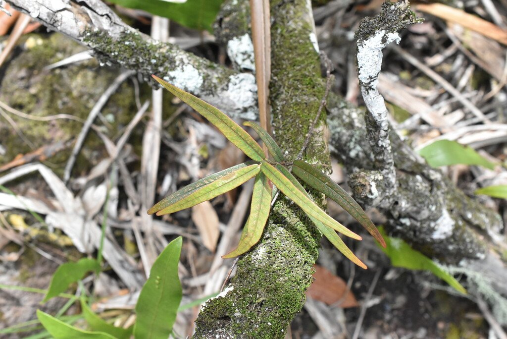Secamone_dilapidans-Liane_de_lait-APOCYNACEAE-Endemique_Reunion_Maurice-MB4_2650.jpg