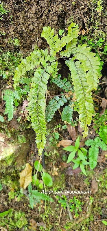 1 Adiantum hispidulum Pteridaceae INDIGENE LA REUNION .jpeg