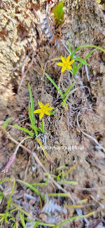 10 Hypoxis angustifolia hypoxidaceae INDIGENE LA REUNION .jpeg