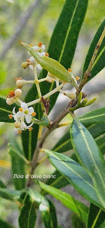 13 Olea lancea Bois d'olive blanc Oleaceae INDIGENE LA REUNION .jpeg