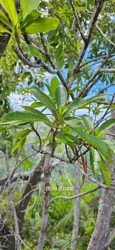 14 Antirhea borbonica Bois d'osto Rubiaceae INDIGENE LA REUNION .jpeg