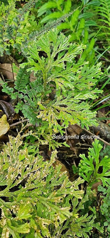 2 Selaginella sinuosa Selaginellaceae ENDEMIQUE LA REUNION, MAURICE .jpeg