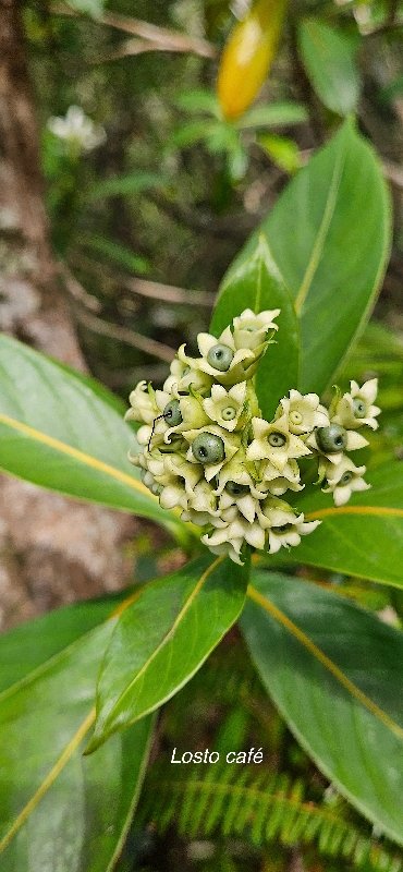 22 Gaertnera vaginata Losto CAFE Rubiaceae ENDEMIQUE LA REUNION .jpeg
