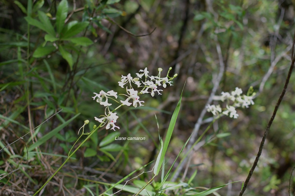 28 Cryptopus elatus Liane camaron Orchidaceae ENDEMIQUE LA REUNION, MAURICE .jpeg