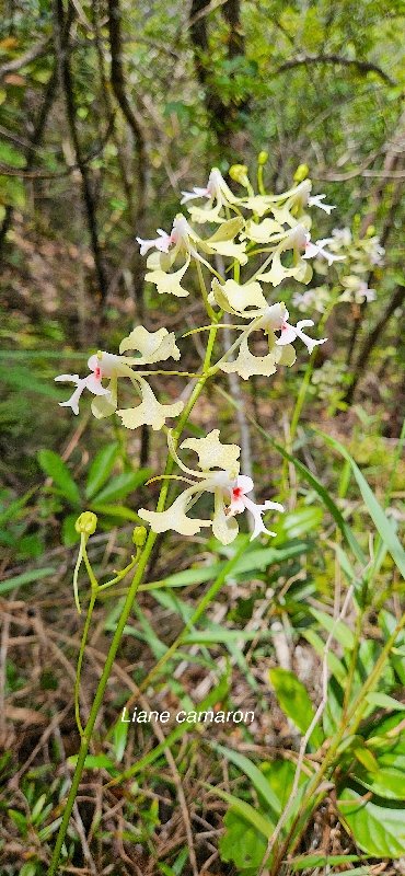 29 Cryptopus elatus liane camaron Orchidaceae ENDEMIQUE LA REUNION, MAURICE .jpeg