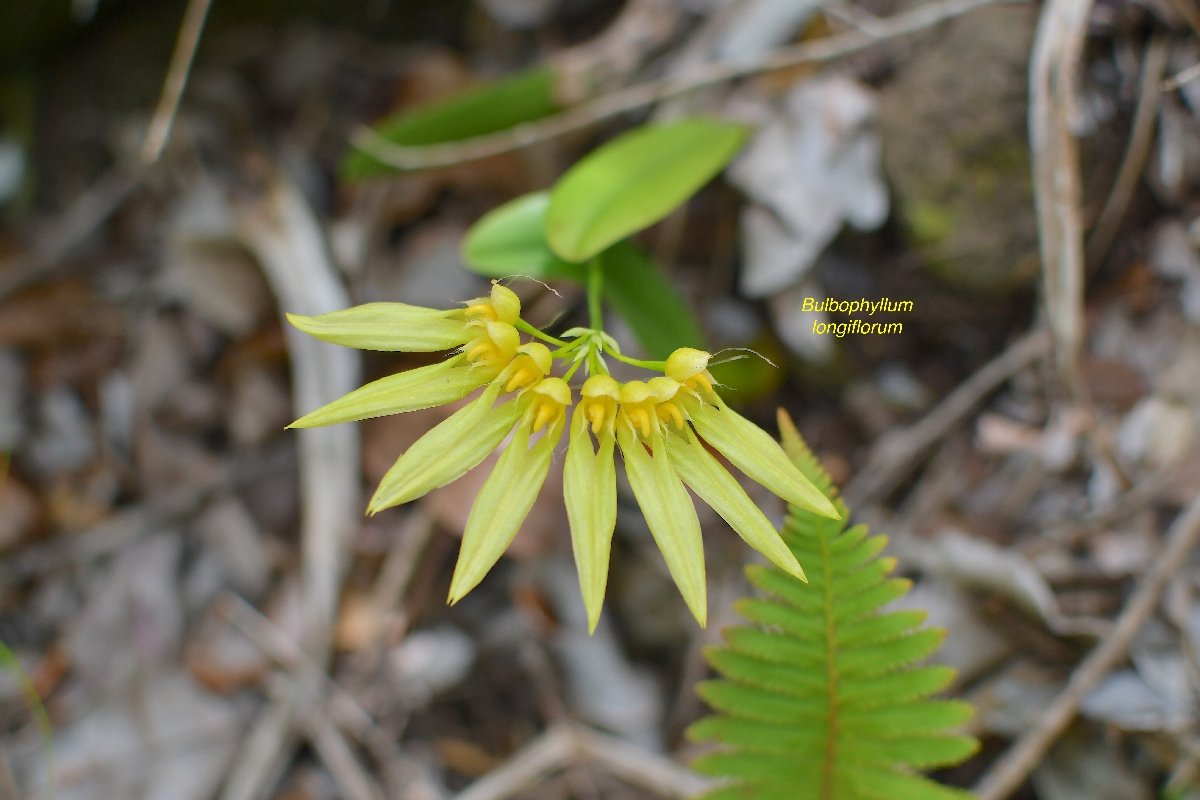 31 Bulbophyllum longiflorum Orchidaceae INDIGENE LA REUNION .jpeg