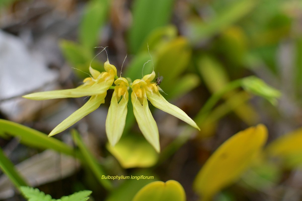 32 Bulbophyllum longiflorum Orchidaceae INDIGENE LA REUNION .jpeg