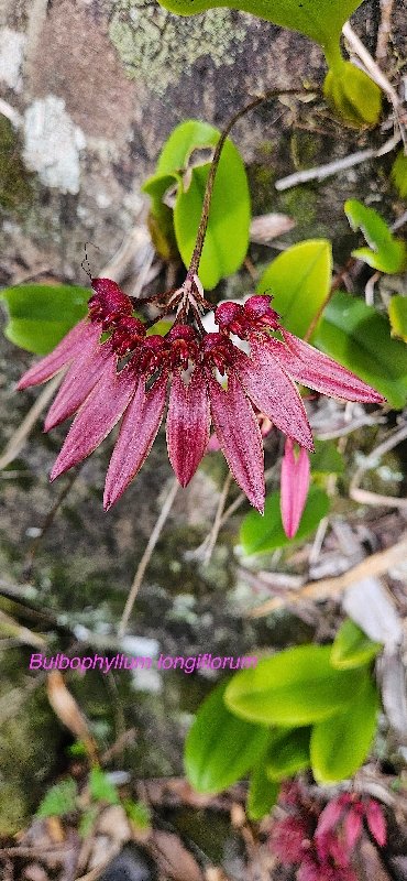 36 Bulbophyllum longiflorum Orchidaceae INDIGENE LA REUNION .jpeg