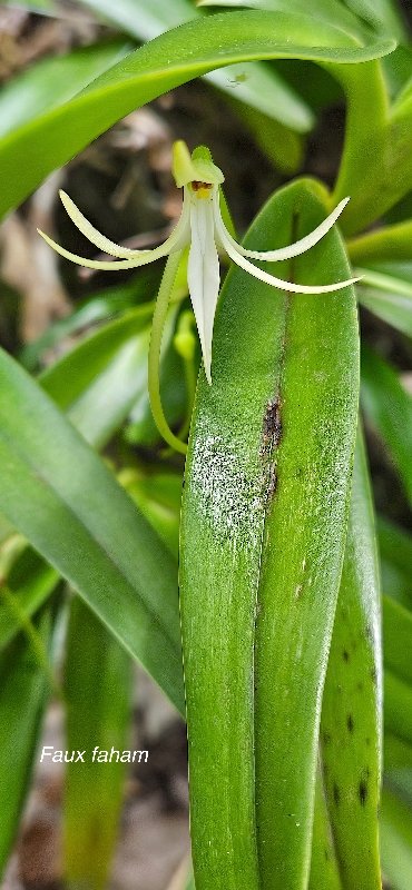 40 Jumellea recta Faux faham Orchidaceae ENDEMIQUE LA REUNION,MAURICE.jpeg