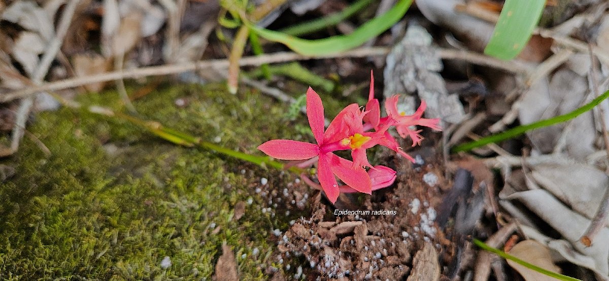 42 Epidendrum radicans Orchidaceae CULTIVE.jpeg