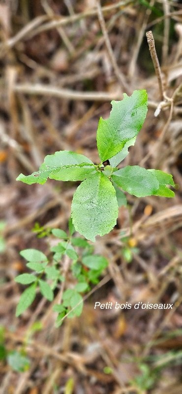 46 Claoxylon parviflorum Petit bois d'oiseaux Euphorbiaceae ENDEMIQUE MASCAREIGNES .jpeg