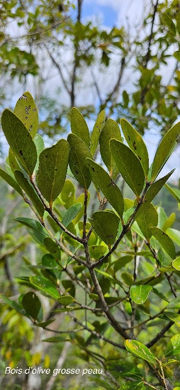 49 Pleurostylia pachyphloea Bois d'olive grosse peau Celastraceae ENDEMIQUE LA REUNION .jpeg