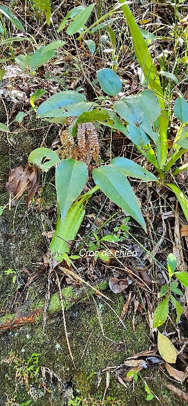 5 Smilax anceps Croc de chien Smilacaceae INDIGENE LA REUNION .jpeg