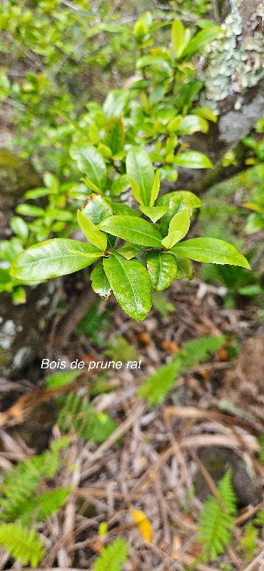 54 Myonima obovata Bois de prune rat Rubiaceae ENDEMIQUE LA REUNION .jpeg