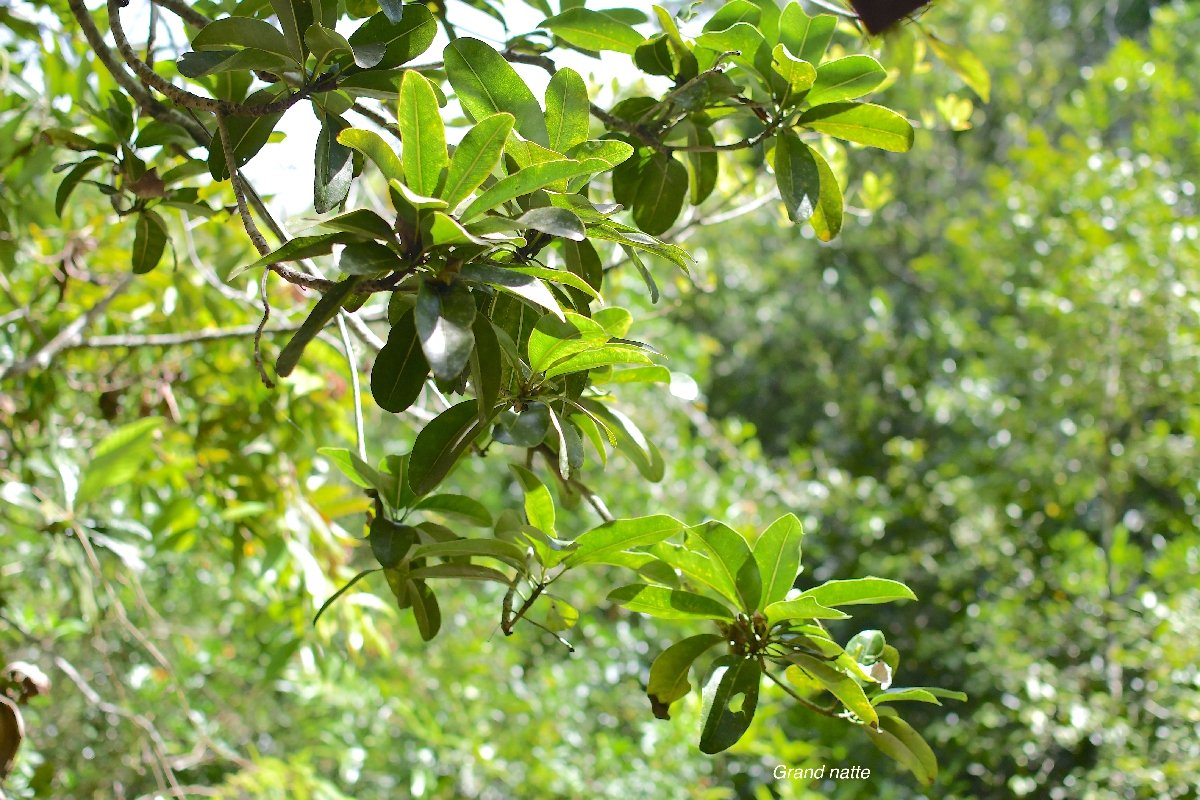 56 Mimusops balata Grand natte Sapotaceae ENDEMIQUE LA REUNION, MAURICE .jpeg