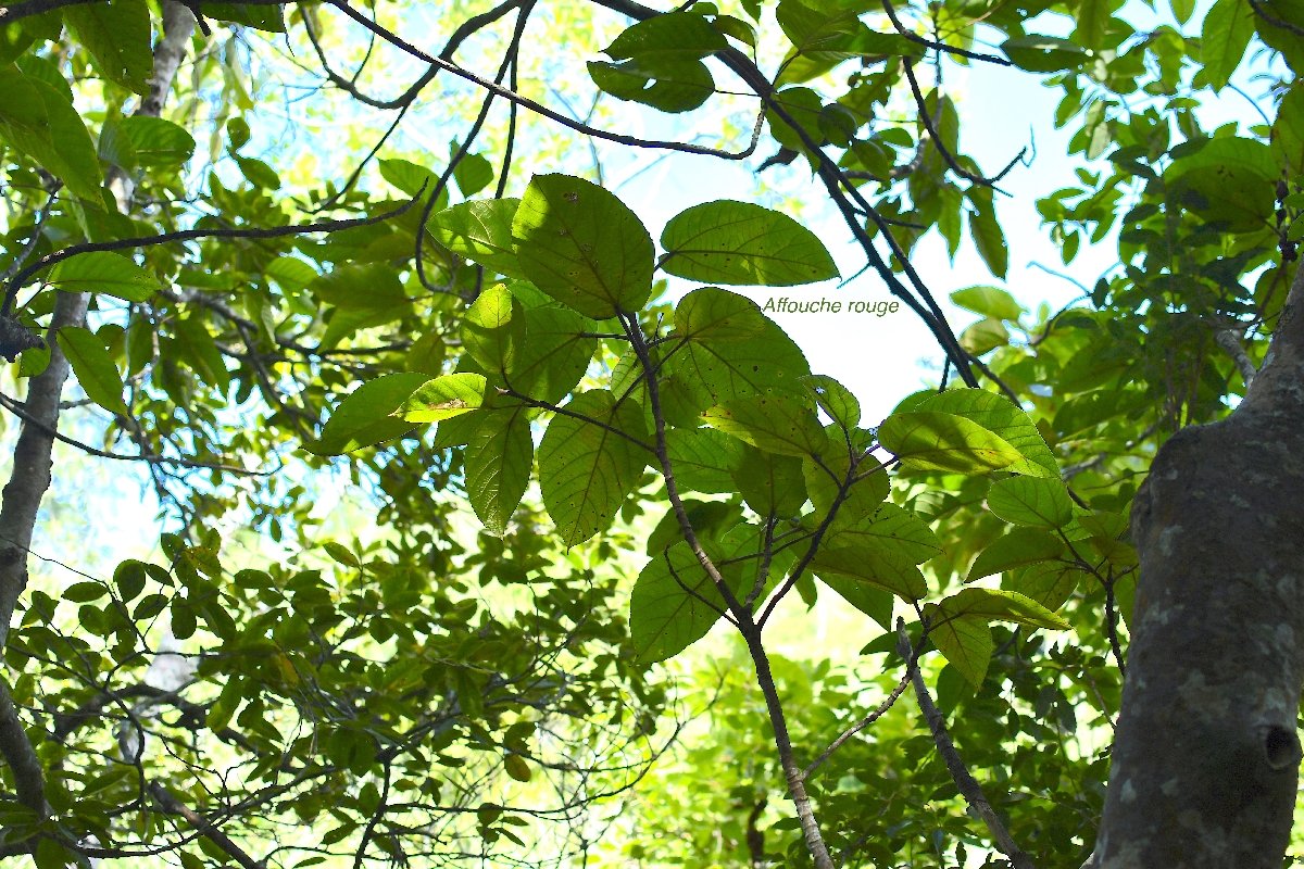 59 Ficus mauritiana Affouche rouge Moraceae ENDEMIQUE LA REUNION, MAURICE .jpeg