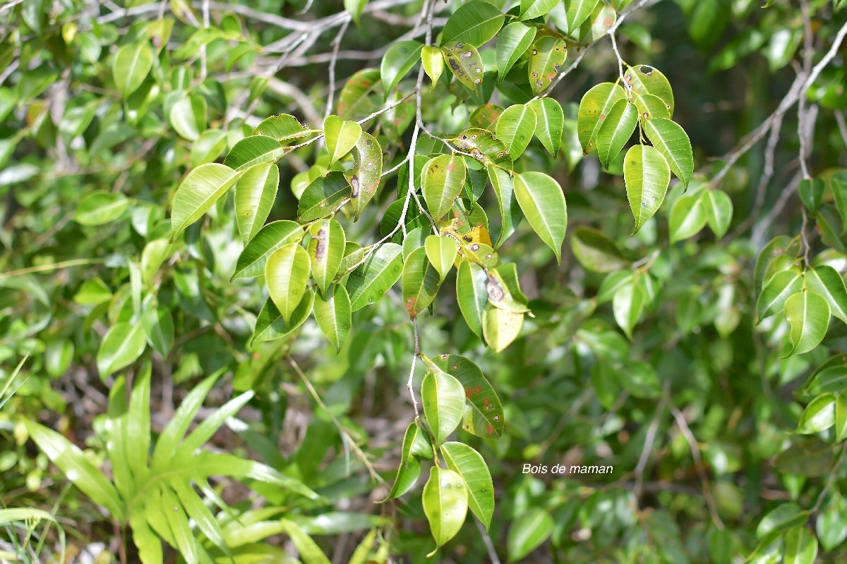 67 Maillardia borbonica Bois de maman Moraceae ENDEMIQUE LA REUNION .jpeg