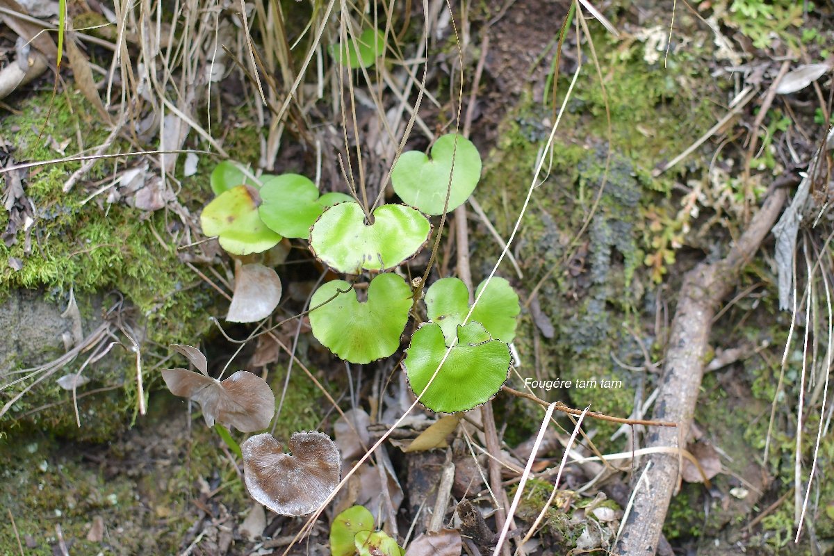 69 Adiantum reniforme FOUGERE tam tam Pteridaceae INDIGENE LA REUNION JPG.jpeg