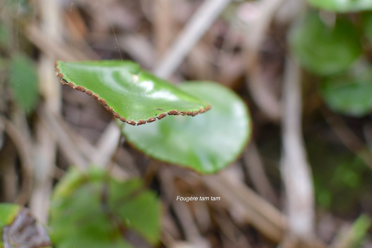 70 Adiantum reniforme FOUGERE tam tam Pteridaceae INDIGENE LA REUNION .jpeg