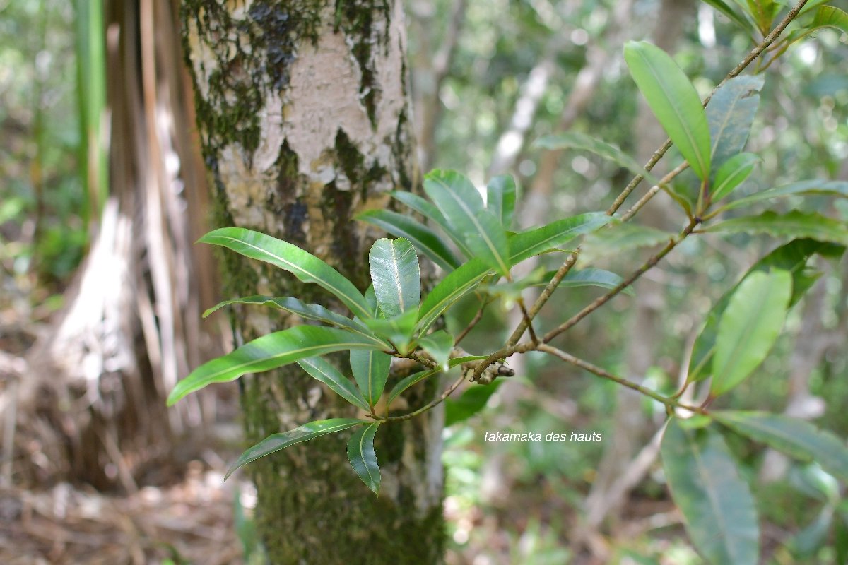 72 Calophyllum tacamahaca Takamaka des hauts Calophyllaceae ENDEMIQUE LA REUNION, MAURICE .jpeg