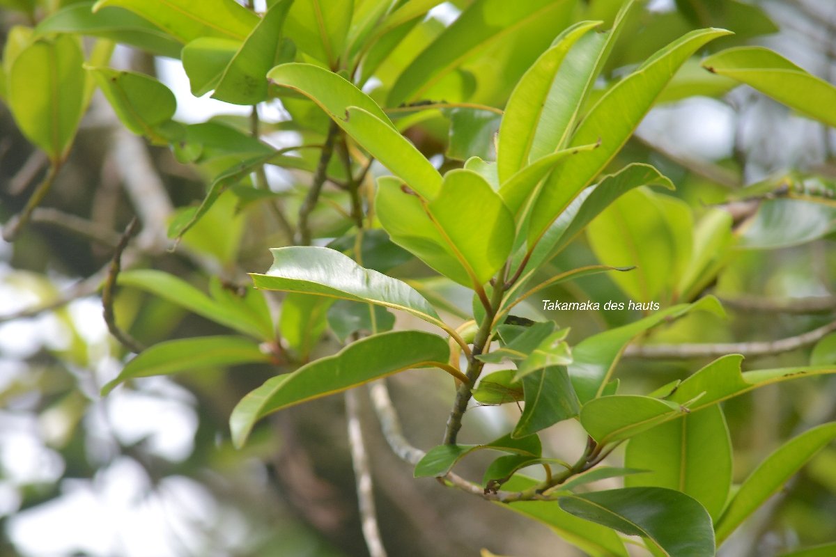 73 Calophyllum tacamahaca Takamaka des hauts Calophyllaceae ENDEMIQUE LA REUNION, MAURICE .jpeg