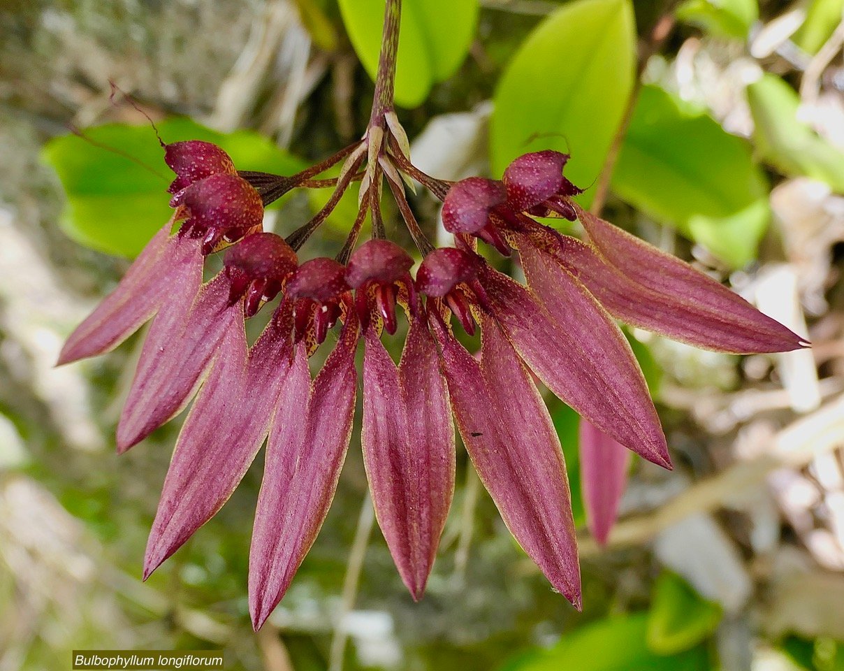 Bulbophyllum longiflorum.orchidaceae.indigène Réunion. (3).jpeg