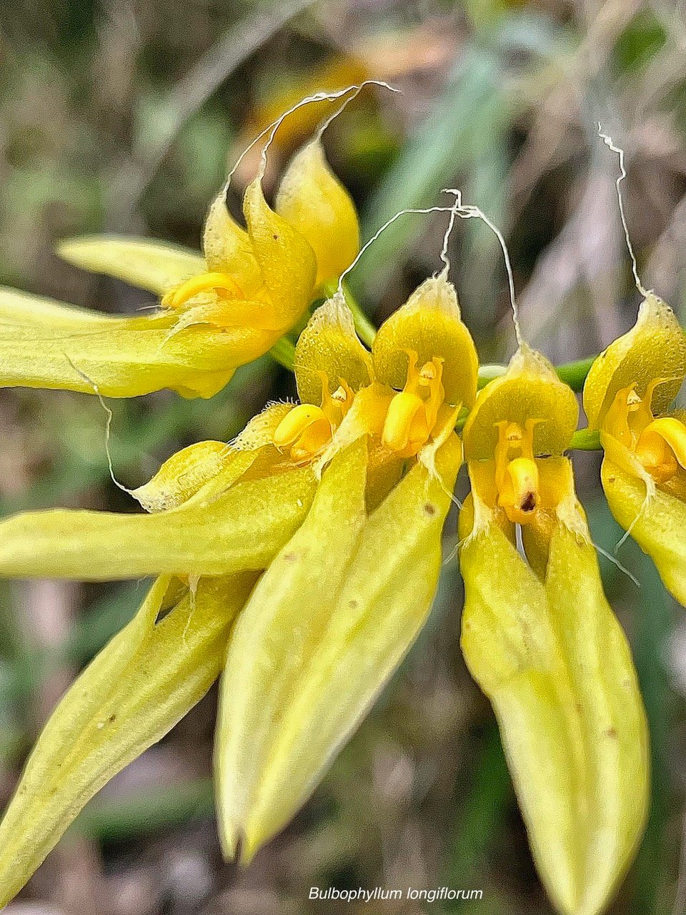 Bulbophyllum longiflorum.orchidaceae.indigène Réunion..jpeg
