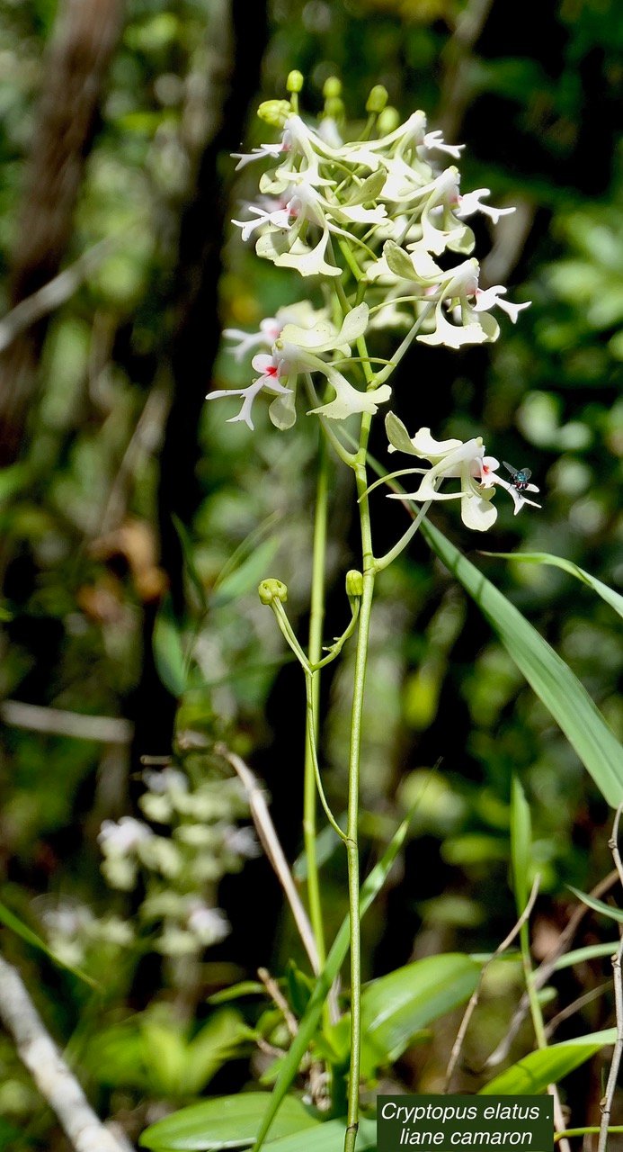 Cryptopus elatus .liane camaron.gros faham;orchidaceae.endémique Réunion Maurice.jpeg