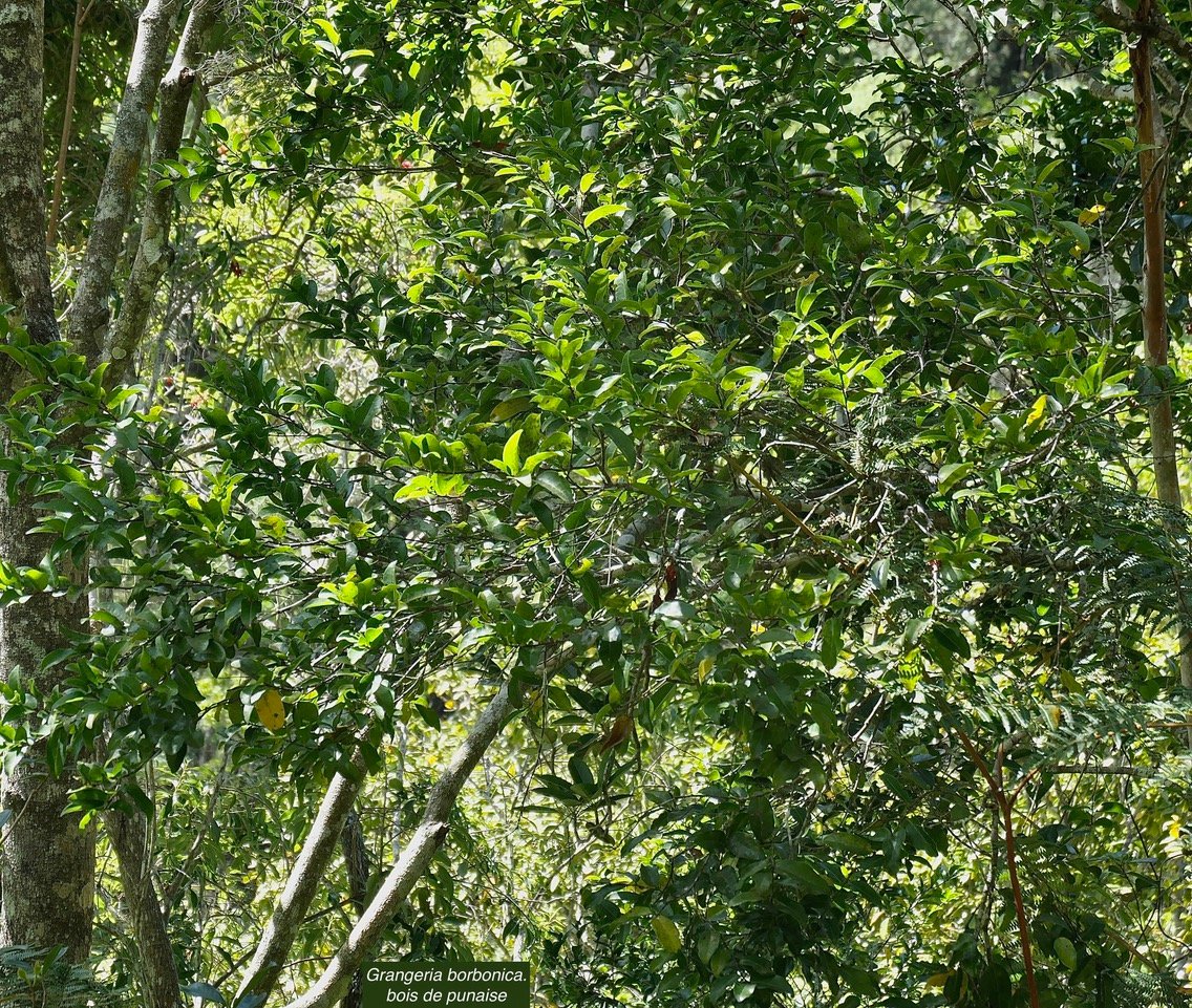 Grangeria borbonica.bois de punaise.chrysobalanaceae.endémique Réunion Maurice .,.jpeg