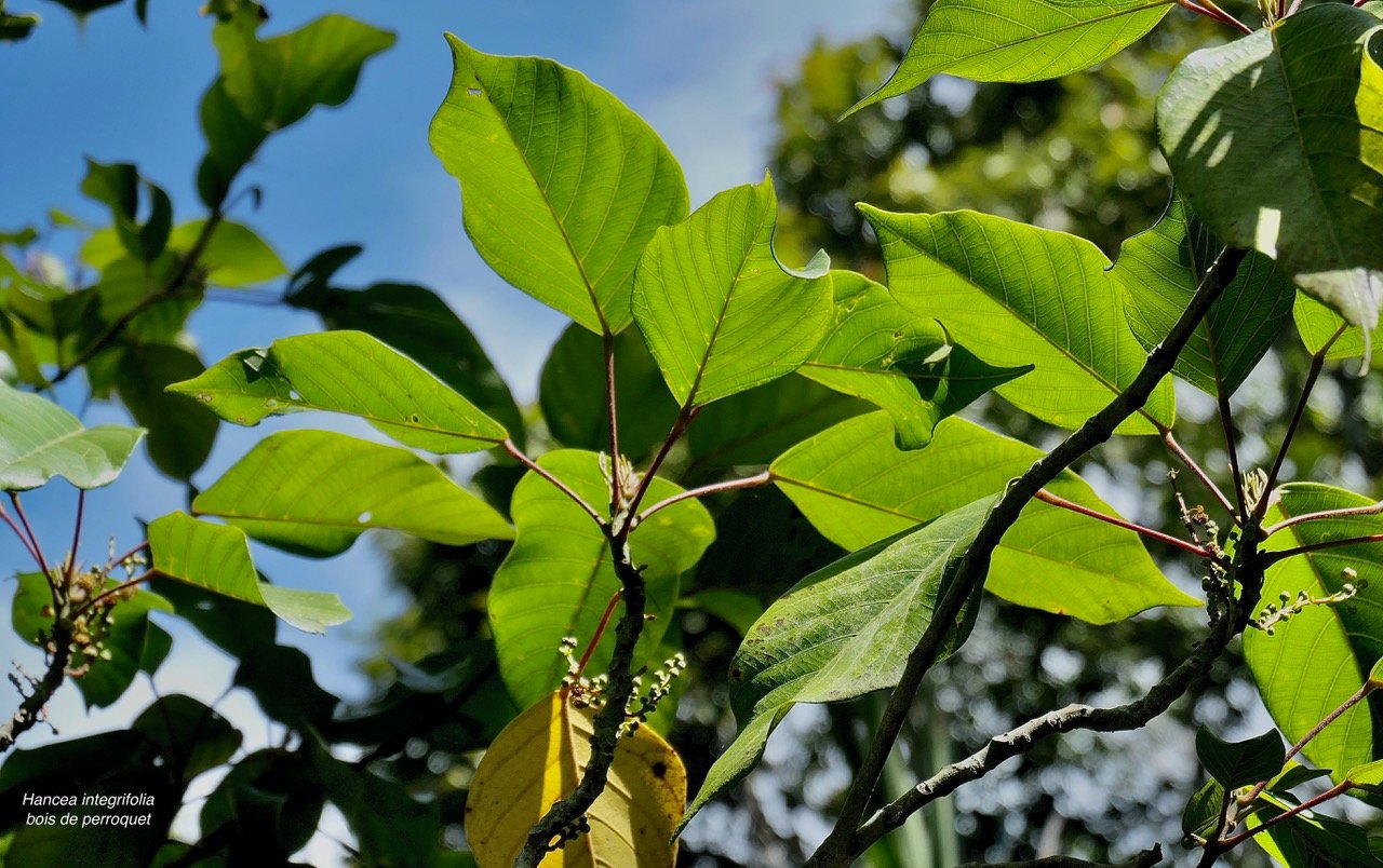 Hancea integrifolia ( Cordemoya integrifolia) Bois de  p erroquet.euphorbiaceae .ende ́mique Réunion Maurice.jpeg