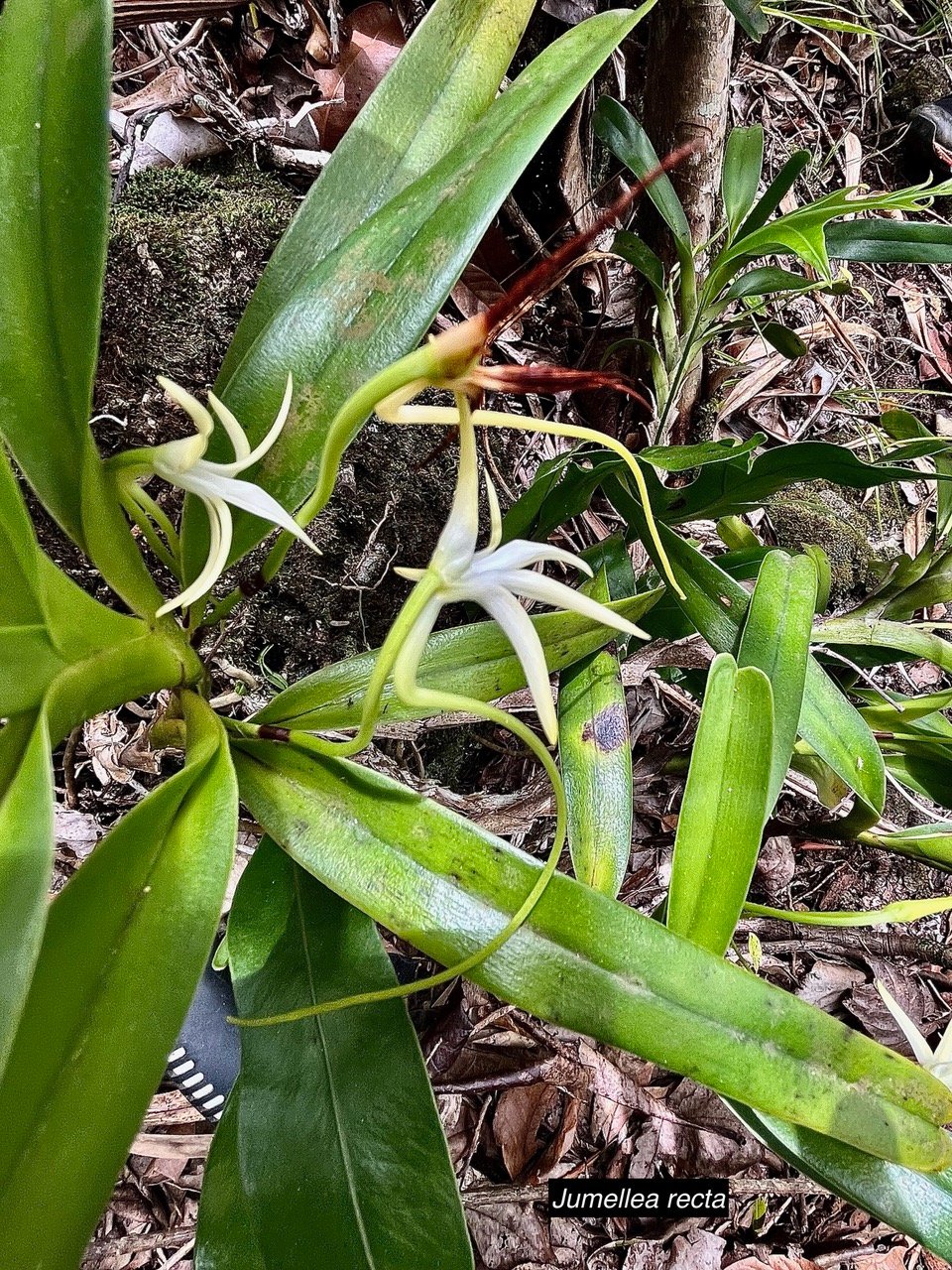 Jumellea recta. orchidaceae.endémique Réunion Maurice Rodrigues. (1).jpeg