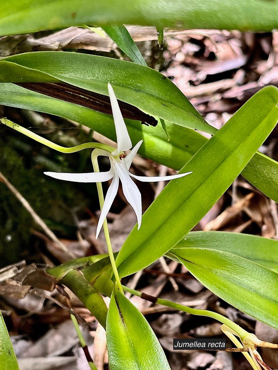 Jumellea recta. orchidaceae.endémique Réunion Maurice Rodrigues..jpeg