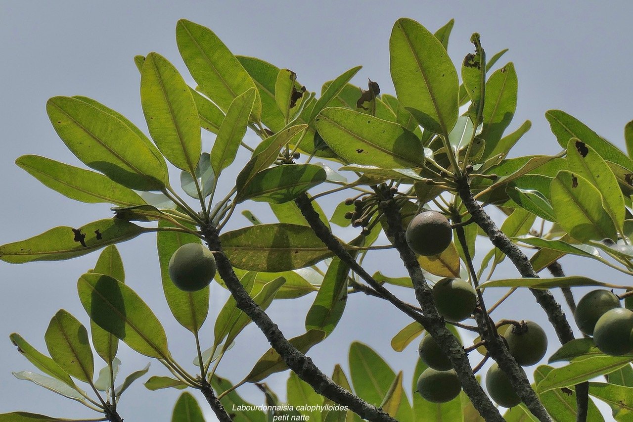 Labourdonnaisia calophylloides. petit natte ( avec fruits et bo utons floraux ) .sapotaceae. en démique Réunion Maurice ..jpeg