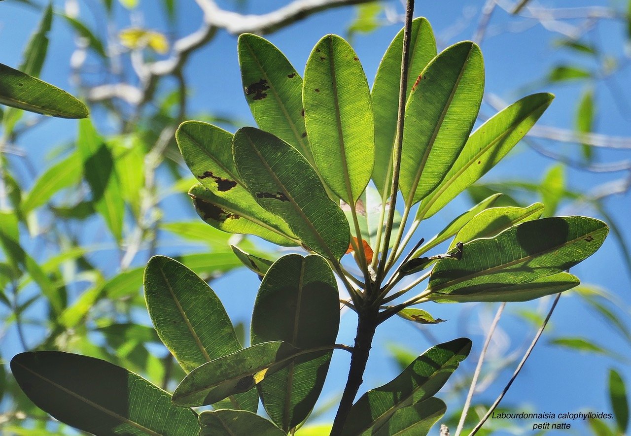 Labourdonnaisia calophylloides. petit natte . sapotaceae. endémique Réunion Maurice ..jpeg
