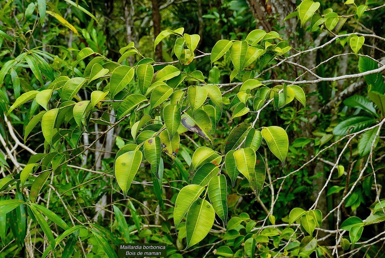Maillardia borbonica  Bois de maman .bois de sagaye.moraceae. endémique Réunion.jpeg
