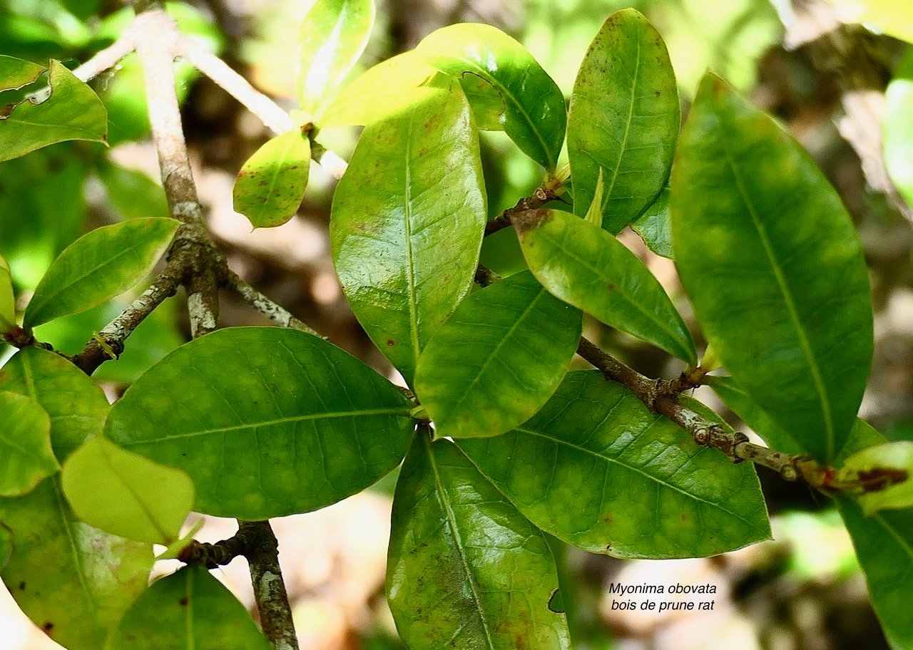 Myonima obovata .bois de prune marron.bois de prune rat.rubiaceae.endémique Réunion Maurice.jpeg