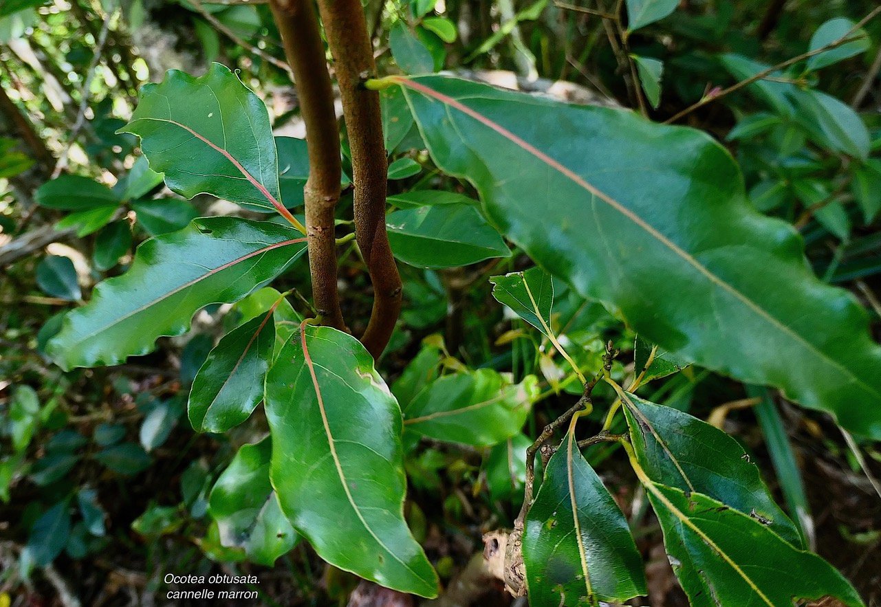 Ocotea obtusata.cannelle marron .laura ceae. endémique Réunion Maurice..jpeg