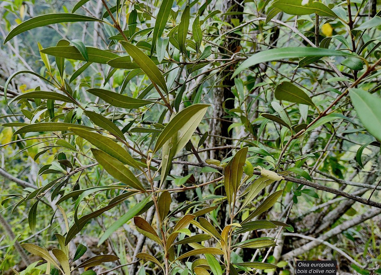 Olea europaea.bois d?olive noir. oleaceae.indigène Réunion..jpeg
