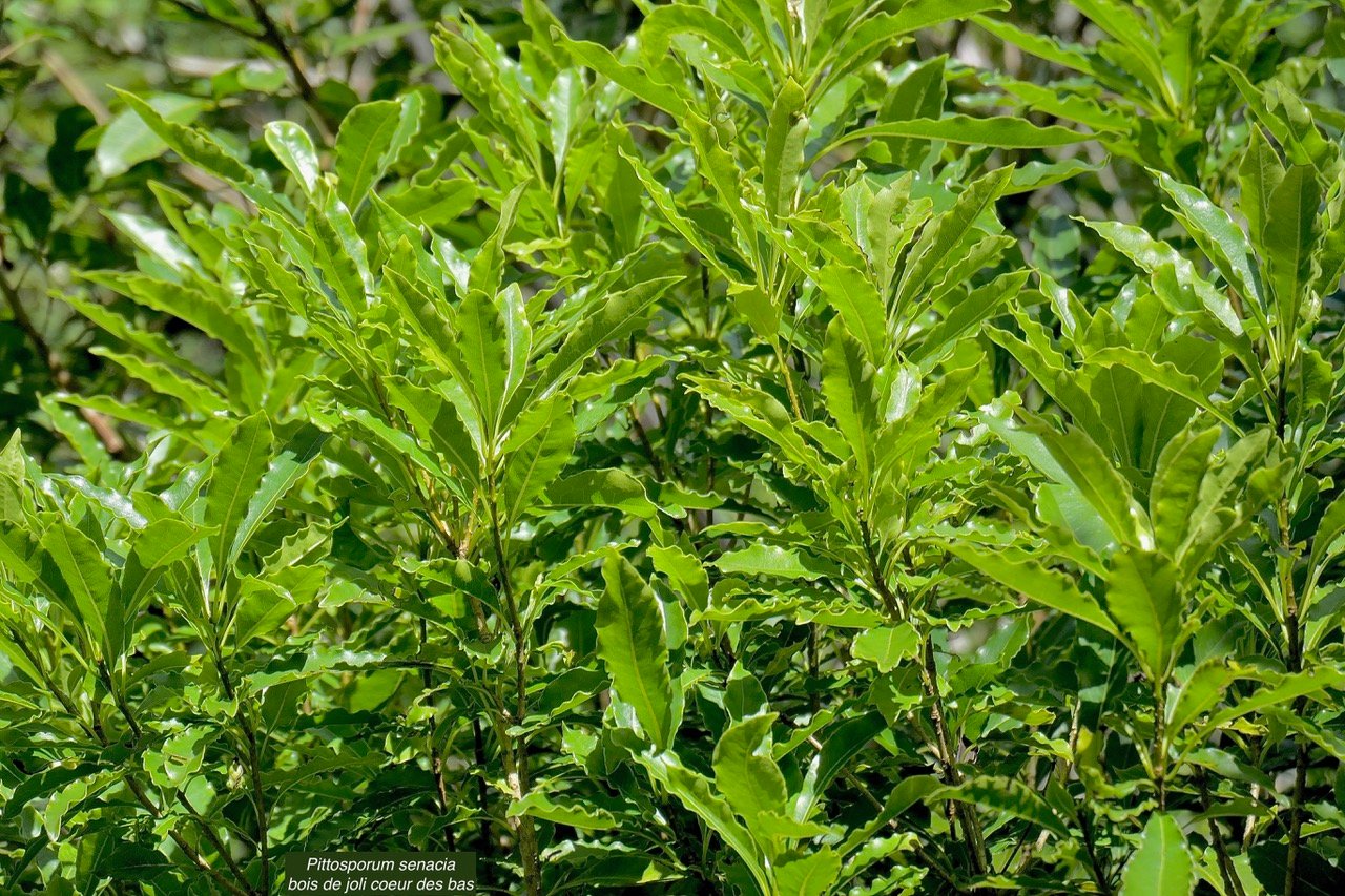 Pittosporum senacia subsp senacia.bois de joli coeur d es bas.pittosporaceae.ende? mique Réunion Maurice..jpeg
