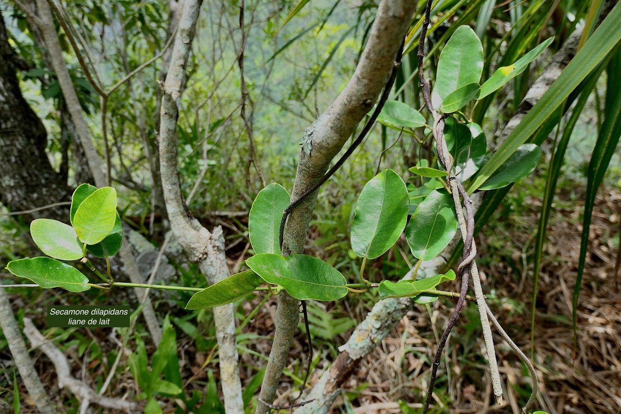 Secamone dilapidans F.Friedman. liane de lait.apocynaceae.endémique Réunion Maurice..jpeg
