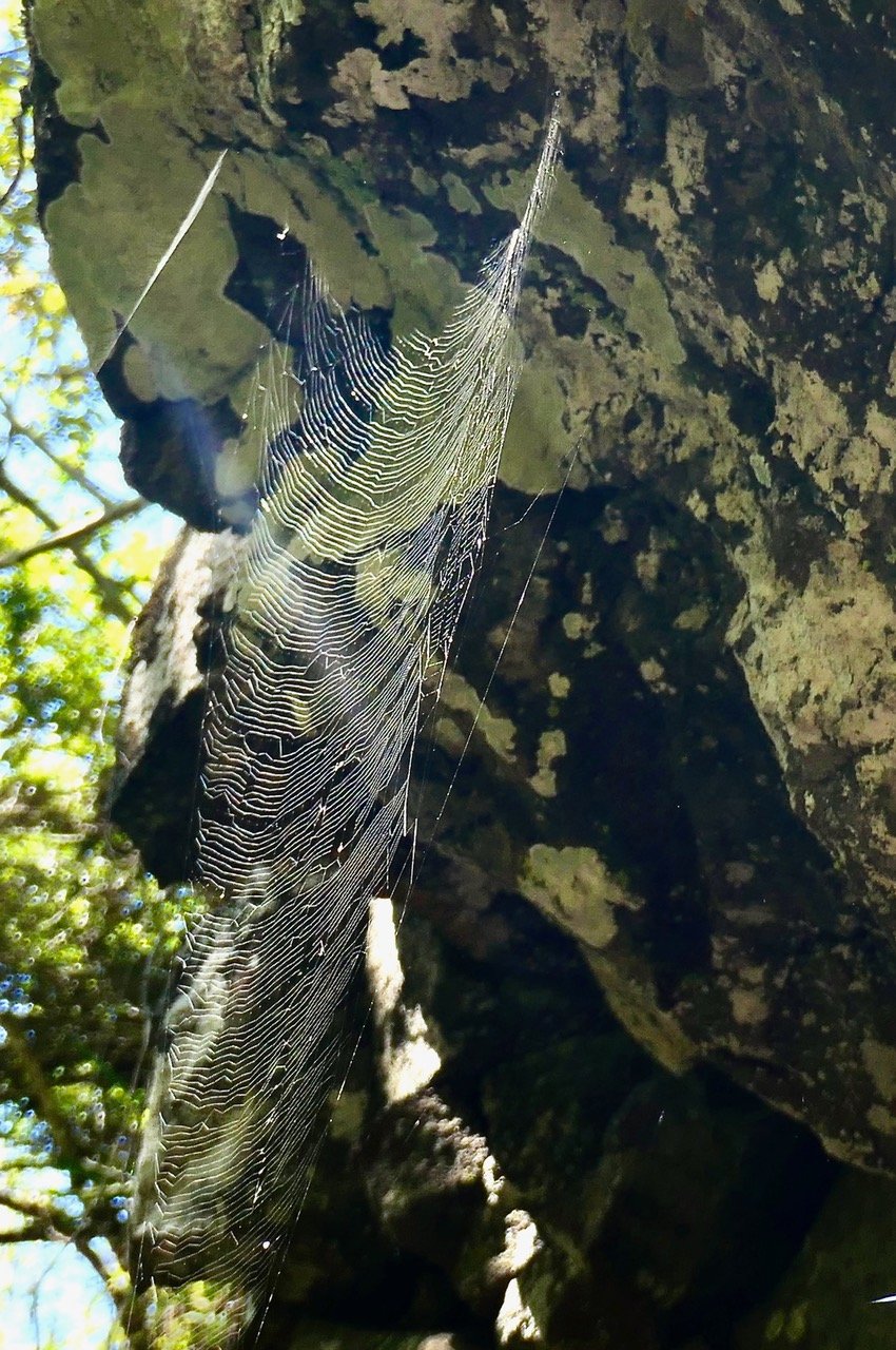 toile d'araignée