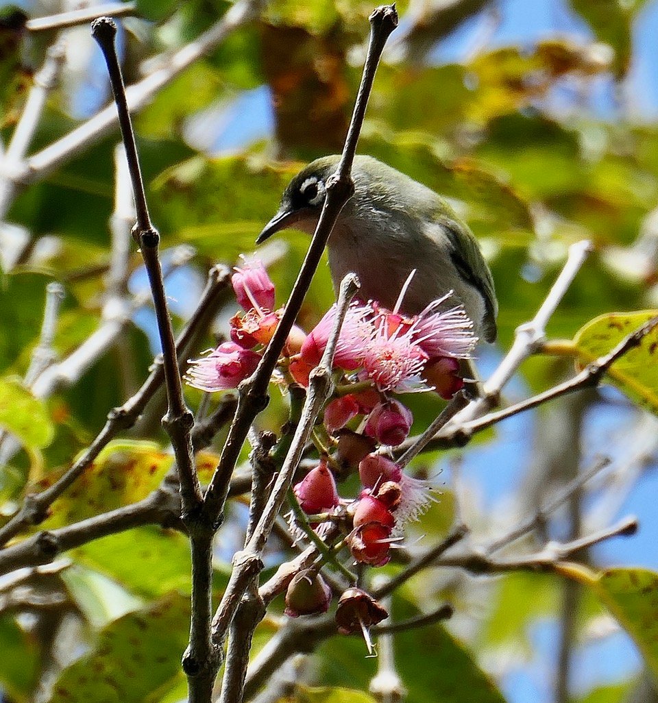 Zosterops olivaceus. oiseau vert à lunettes.s ur une branche de bois de pomme en fleurs
