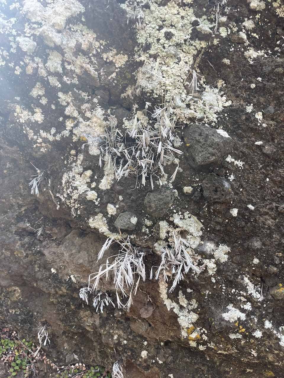 13. Actiniopteris semiflabellata Pic.Serm - Fougère latanier - Pteridaceae - Fougère indigène Réunion